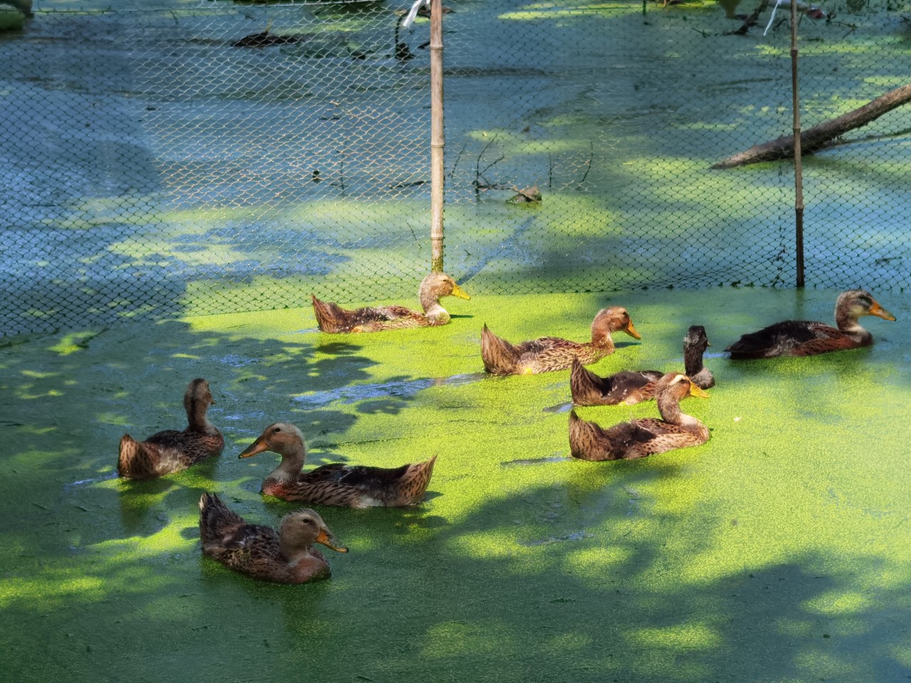 4.《三五成群》李勇 手机摄影.jpg