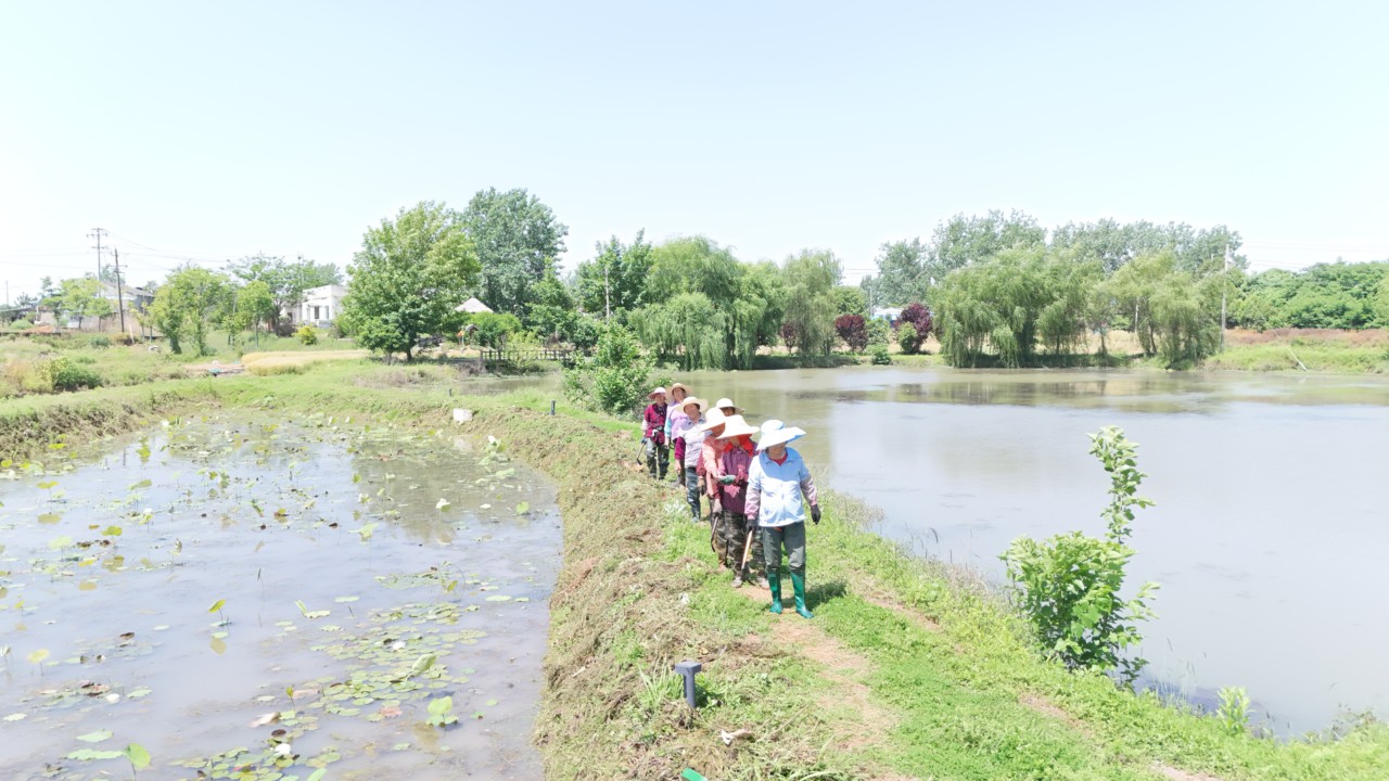 8.《荷花田边的欢声笑语》 秦贞娜 无人机摄影.JPG