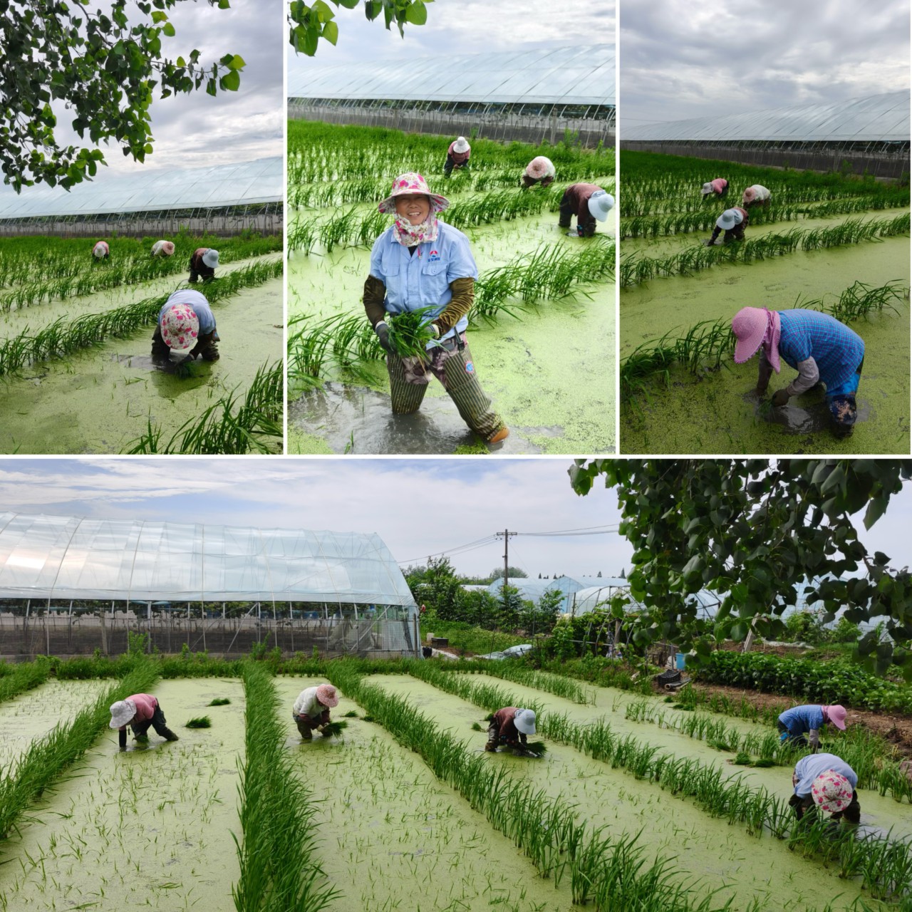 9.《插秧季里水中天（组）》   机关一分工会 黄新.jpg